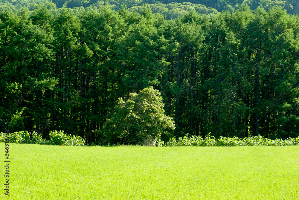 Obraz premium 森と牧草地