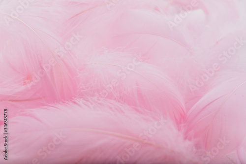 Abstract background. Pink downy feathers.