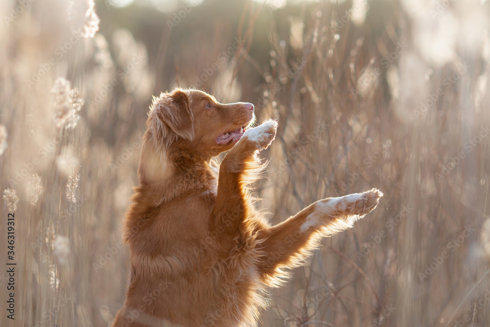 the dog waves i paws. Nova Scotia Duck Tolling Retriever in nature. Beautiful pet in tall grass on the sun