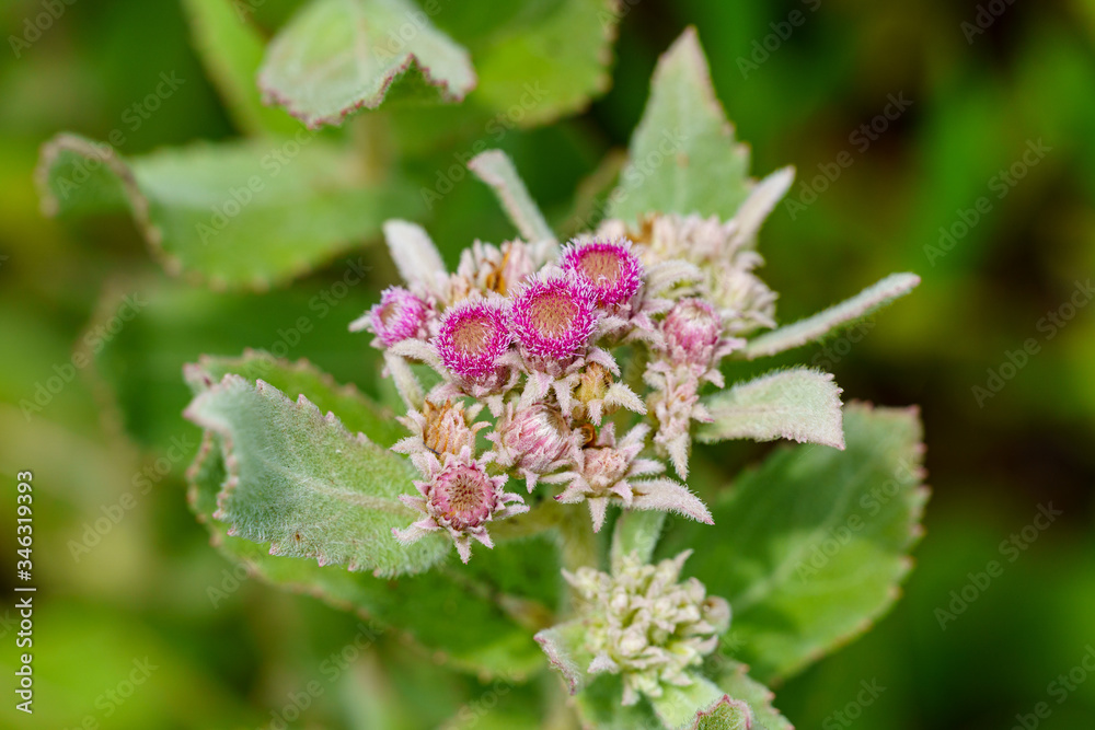 Rosy camphorweed (Pluchea baccharis) - Davie, Florida, USA Rosy camphorweed (Pluchea baccharis) - Davie, Florida, USA