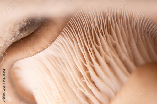 Raw oyster mushrooms. A clump of oyster mushrooms on a rustic background
