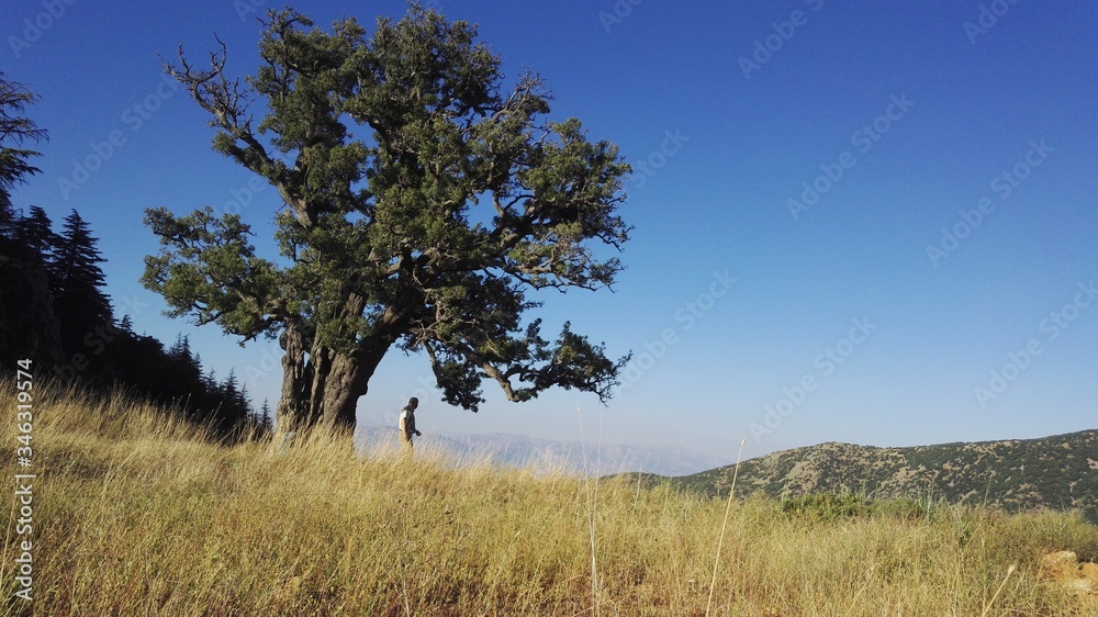 highland scenery and lonely tree in summer day outdoors