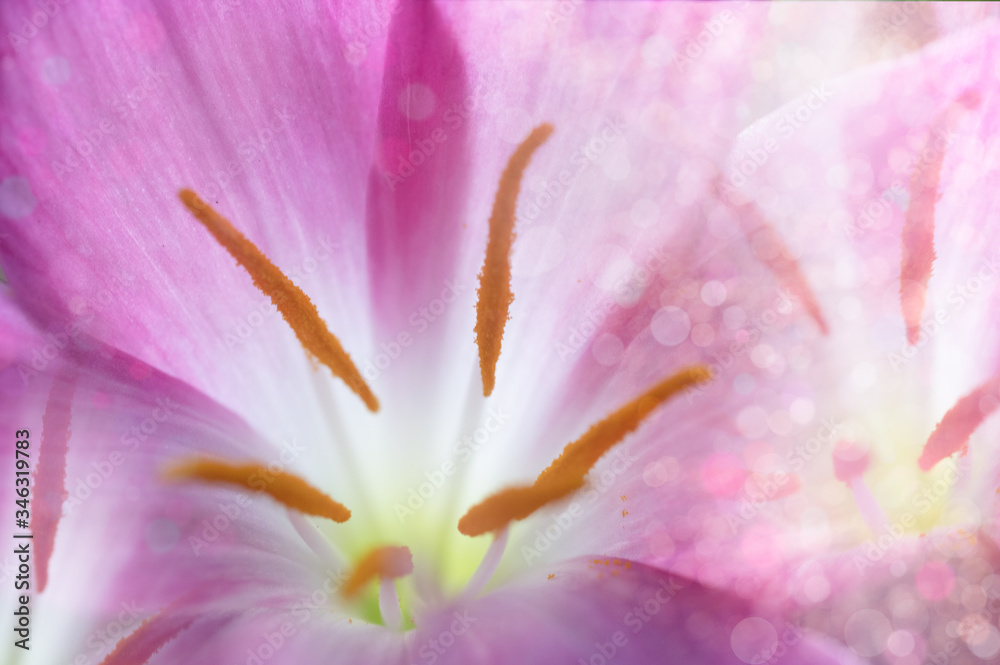 The natural background where the focus is as soft as it is in a dream with bokeh. Floral abstract background. Shallow depth of field.