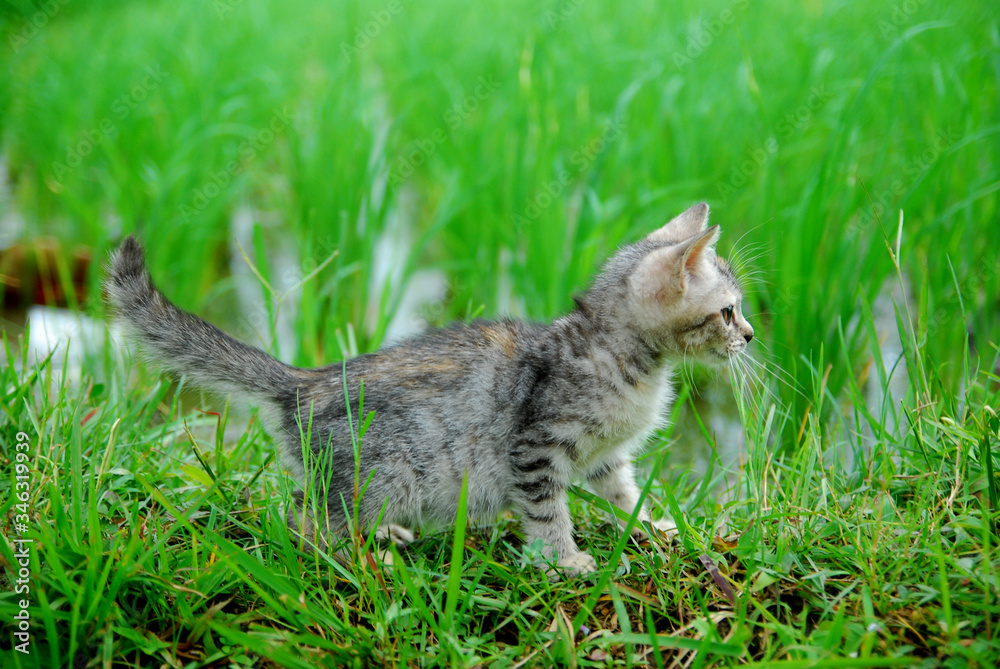 Naklejka premium Cute domestic kittens foraging in the rice fields