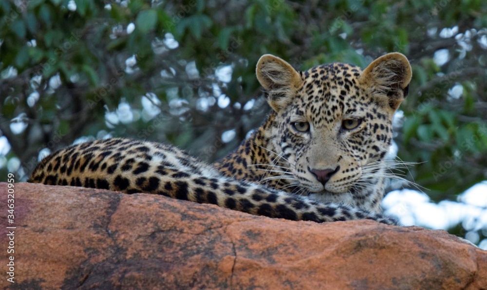 leopard on the rock leopard on the rock