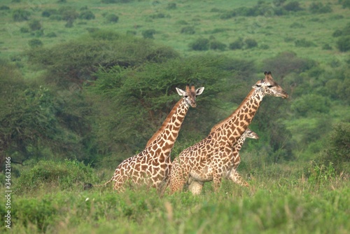 Canvas Print giraffe in the savannah