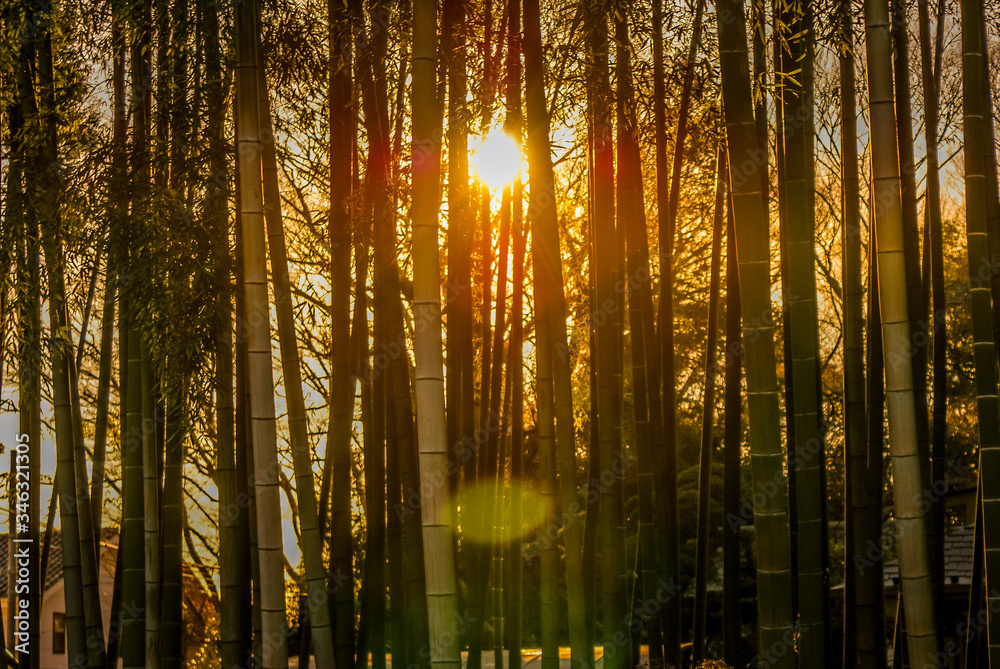 Obraz premium 夕日に照らされた竹林のイメージ