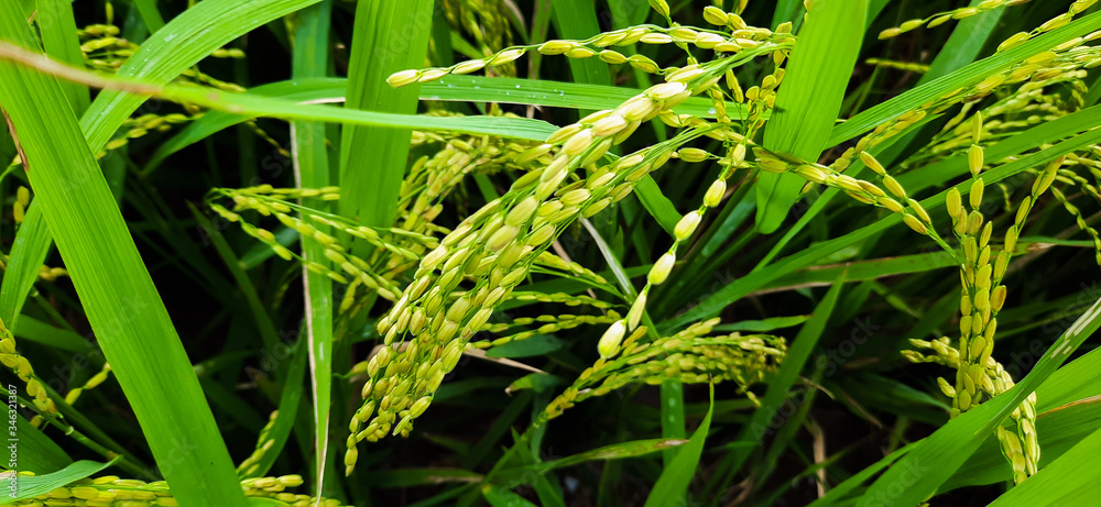 Latar belakang tanaman padi di sawah Latar belakang tanaman padi di sawah