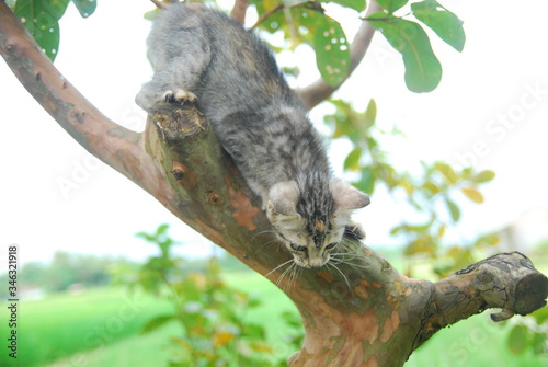 Cute domestic kitten climbs in the tree