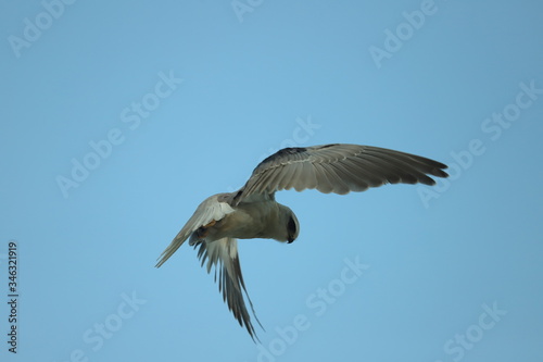 Black Shoulder Kite in flight.