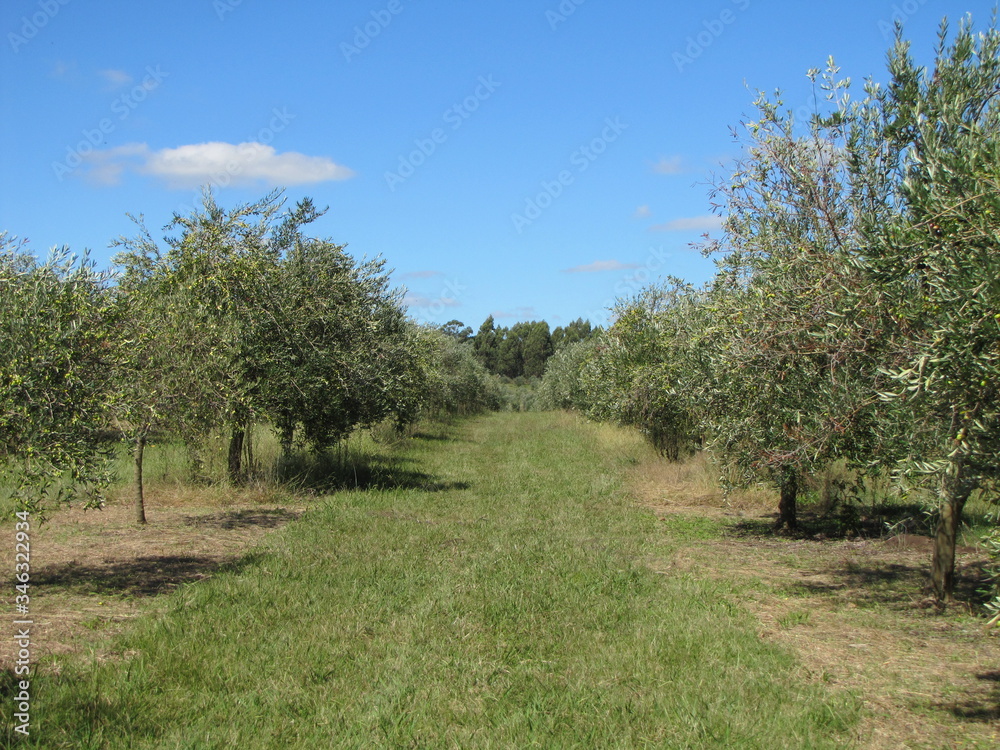 Olive trees with branches and leaves bearing the fruit of olives ready to be harvested. Olives natural product to make virgin olive oil.