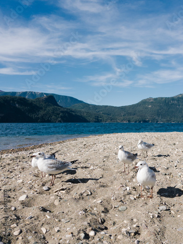 gulls at the quila quina beach sunbathing photo