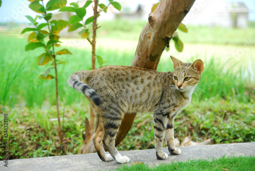 domestic cats in the fields