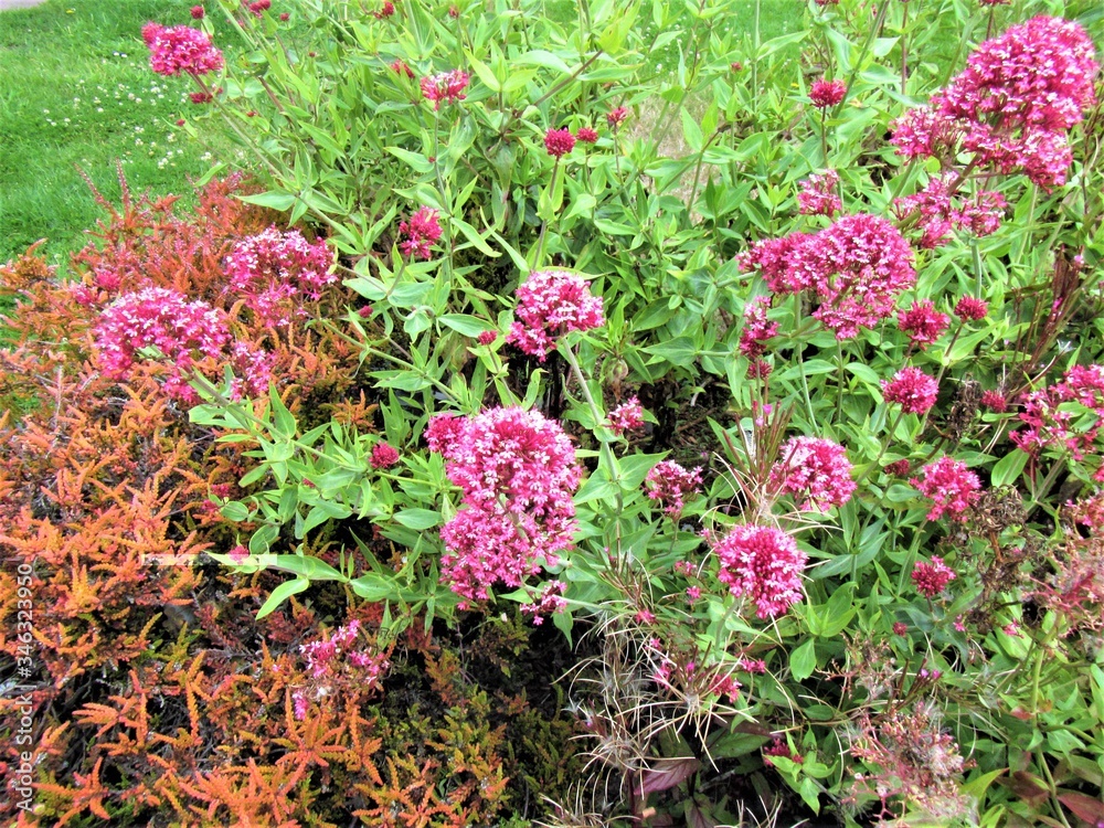 pink flowers in the garden