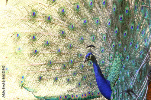 The exuberance of the colors in the tail of the peacock make this animal be considered an ornamental bird.
