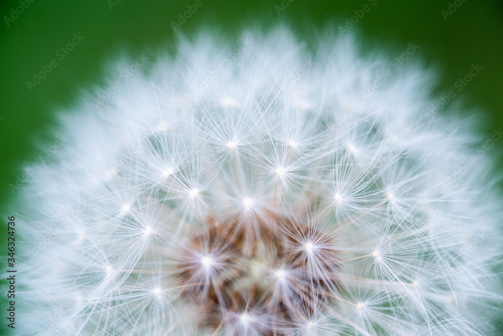 Dandelion macro detail, symbol of spring Dandelion macro detail, symbol of spring