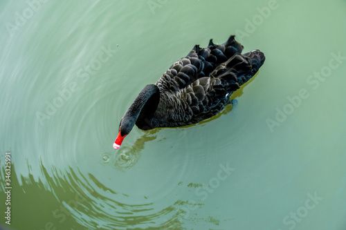 Fototapeta Naklejka Na Ścianę i Meble -  Beautiful black swan on the lake.