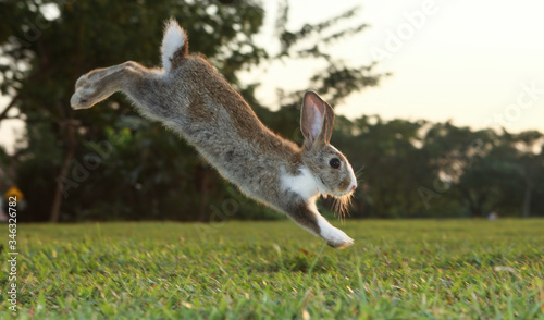 Fotografie Little cute rabbit bunny running on the field in summer.