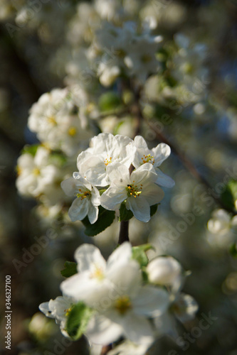 white apple blossoms close up on the outdoor