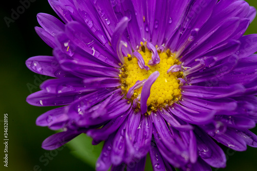 close up of a purple flower