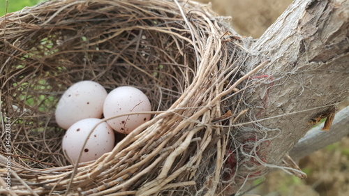 Black drongo Scientific name Dicrurus macrocercus bird nest with eggs.