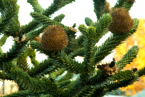 Monkey puzzle tree, monkey tail tree, piñonero, or Chilean pine (Araucaria araucana). photo
