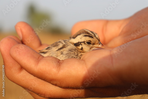 Grey Partridge (Perdix perdix) chicks in hand