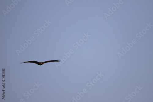 Red kite Milvus milvus in flight