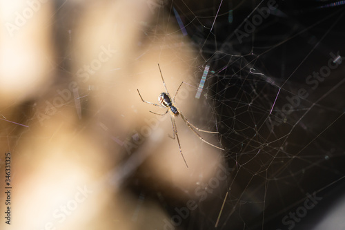 Filmy Dome Spider on Web in Springtime