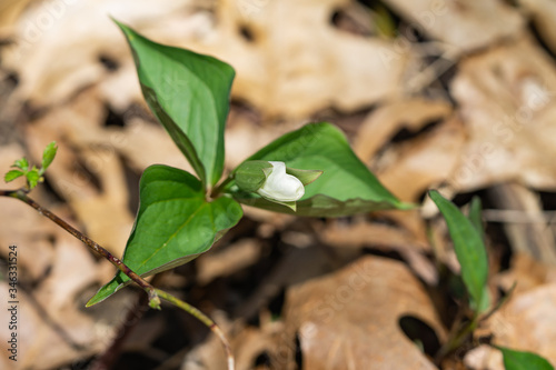 Great White Trillium Flower Bud in Springtime