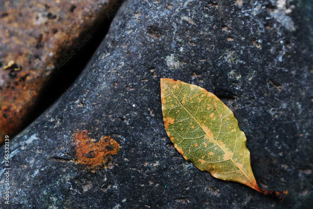 Abstract still life photo of fallen leaves and paving stones Abstract still life photo of fallen leaves and paving stones