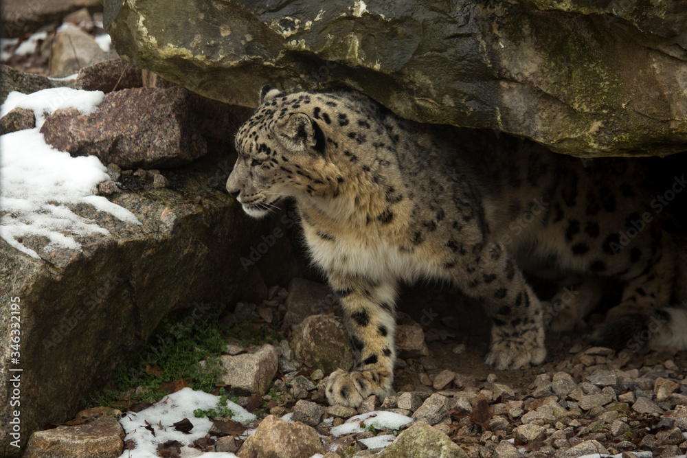 The Snow leopard (Panthera uncia) in The Snow leopard (Panthera uncia) in