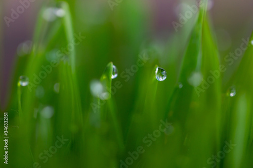grass covered with dew