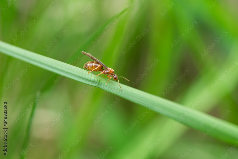 Small Honey Ant on Leaf in Springtime Small Honey Ant on Leaf in Springtime