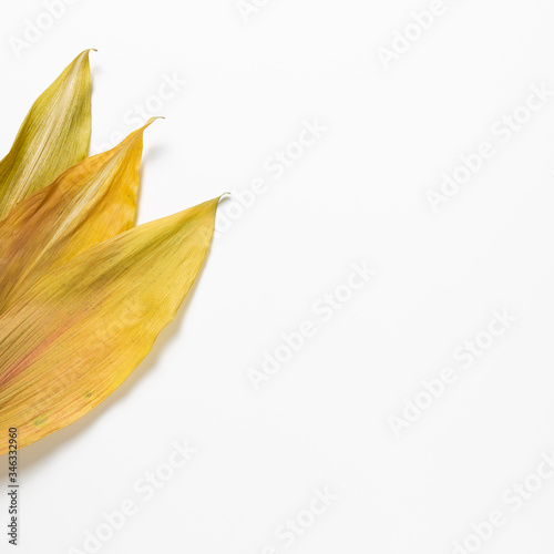 Dry leaves isolated on white background. flat lay, top view, copy space