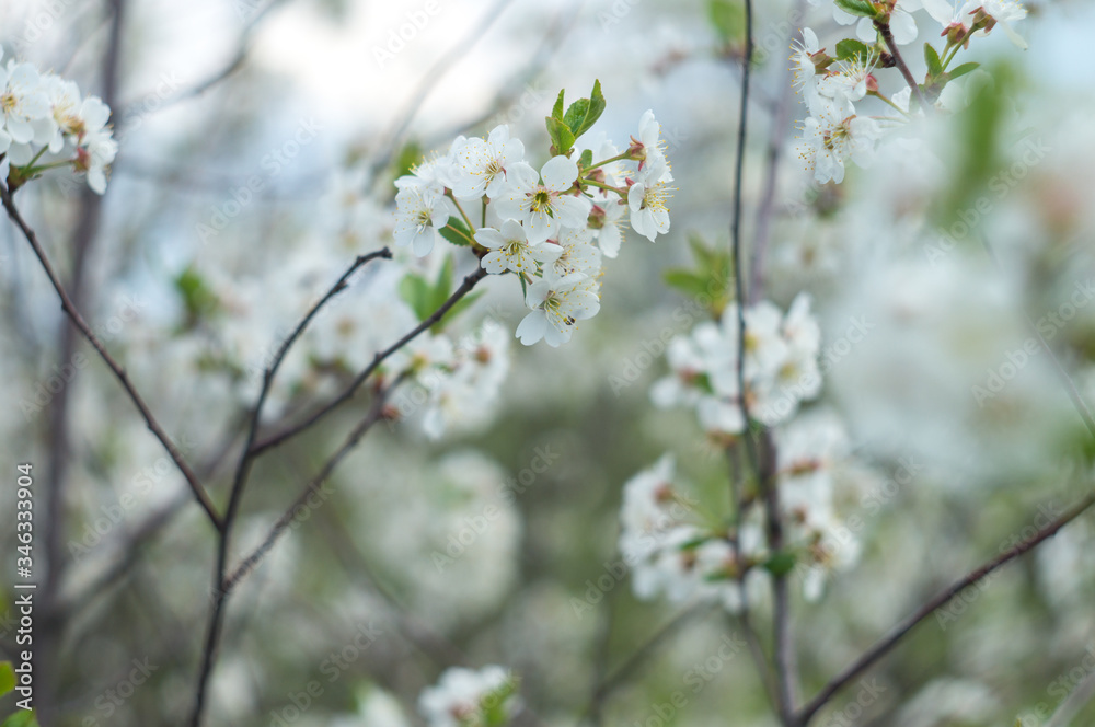 Blooming cherry orchards in May. White flower branch in spring, close-up selective focus Blooming cherry orchards in May. White flower branch in spring, close-up selective focus