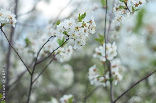 Blooming cherry orchards in May. White flower branch in spring  close-up selective focus