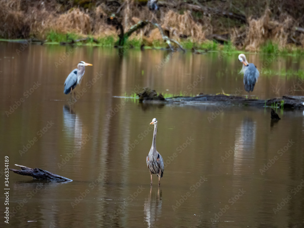 three great blue heron standing apart in water three great blue heron standing apart in water