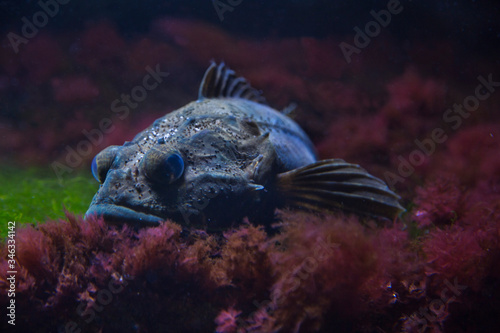 Tableau sur toile Shorthorn sculpin, short-spined sea scorpion, bull-head, bull-rout , father-lasher (Myoxocephalus scorpius)