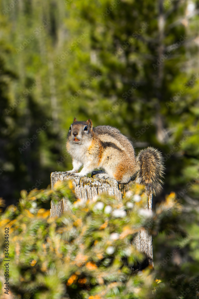 Fototapeta premium Close up/detailed view of cute little chipmunk isolated posing sitting on the wood or stump in Canadian Rockies. Green forest natural background. Canmore, Canada