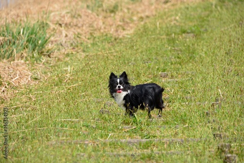 It is a picture of Chihuahuas taking a walk 