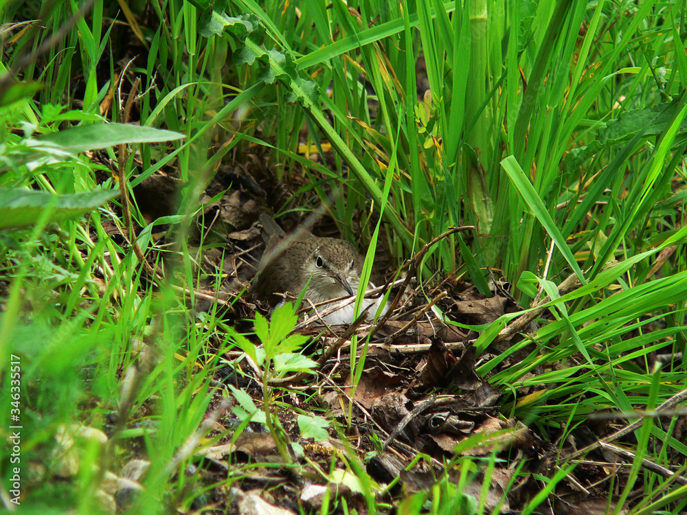 Common sandpiper (Actitis hypoleucos) near nest habitats
