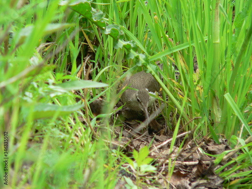 Common sandpiper (Actitis hypoleucos) near nest habitats