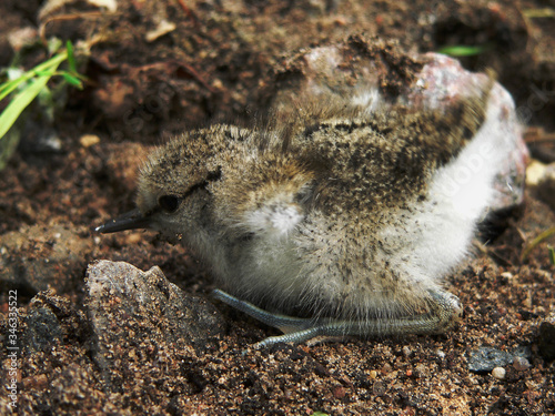 Common sandpiper (Actitis hypoleucos) near nest habitats photo