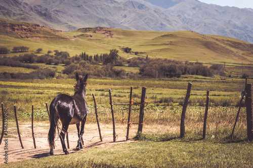 Gate and horse in Tafí del Valle, Tucuman, Argentina  photo