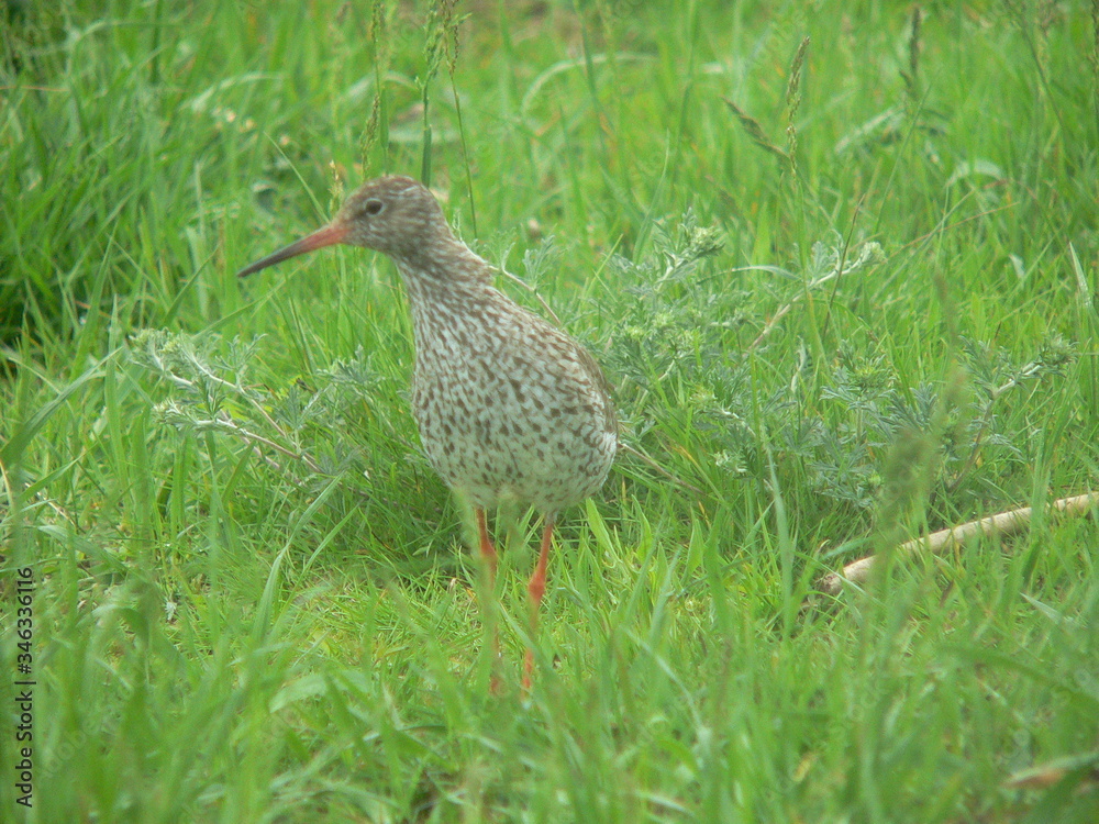 Common redshank or simply redshank (Tringa totanus) Common redshank or simply redshank (Tringa totanus)