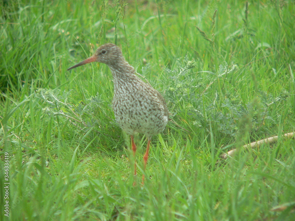 Common redshank or simply redshank (Tringa totanus) Common redshank or simply redshank (Tringa totanus)