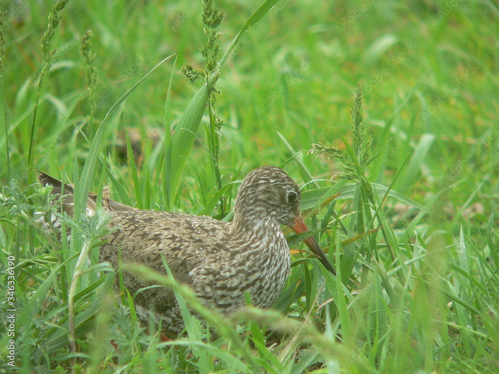 Common redshank or simply redshank (Tringa totanus) Common redshank or simply redshank (Tringa totanus)