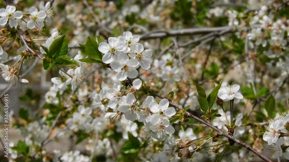 fruit tree blooming in spring, a cherry tree with many flowers, flowering trees, fruit tree blooming in spring, a cherry tree with many flowers, flowering trees,