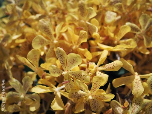 Close up of yellow flowers indoors 4
